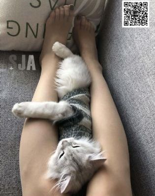 平凡职业造就世界最强第三季